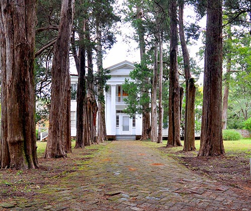 Rowan oak small